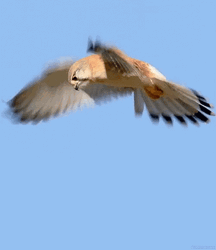 Adorable Hawk Flying GIF
