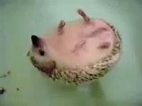 Adorable Hedge Hog Floating In Water GIF