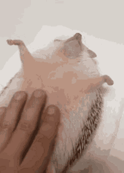 Adorable Hedgehog Loves Rubbing His Belly  GIF