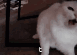 Adorable Hissing Cat GIF