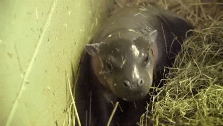 Adorable Hungry Baby Hippo Eating Hays GIF