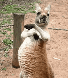 Adorable Kangaroo Scratching GIF
