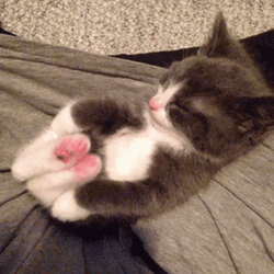 Adorable Kitten Leg Stretch GIF