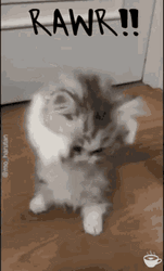 Adorable Kitten Rawrs Standing Up GIF