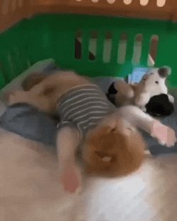 Adorable Kitten Wake Up Stretch GIF