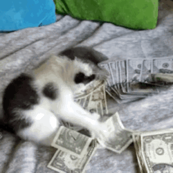 Adorable Kitty Playing With Money GIF