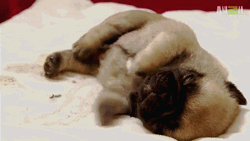 Adorable Little Puppy Dreaming Good Morning Puppy GIF