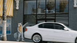 Adorable Mascot Happy Skateboard GIF