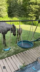 Adorable Moose Playing GIF