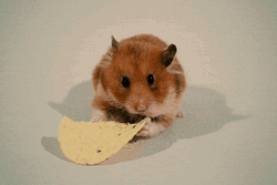 Adorable Mouse Munching Chips GIF