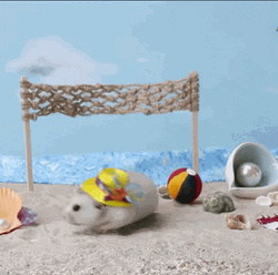 Adorable Mouse Wearing Colorful Hat  GIF
