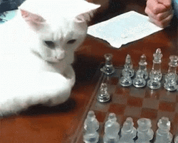 Adorable Naughty White Cat Playing Chess GIF