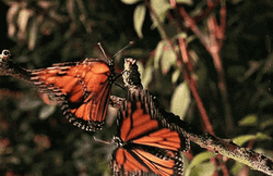 Adorable Orange Butterflies GIF