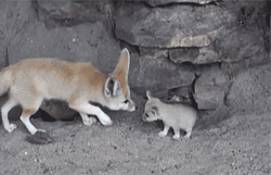 Adorable Parent And Cute Baby Fox