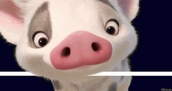 Adorable Pua Pig Sniffing GIF
