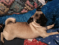 Adorable Pug Wiggling It's Tail GIF