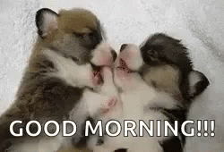 Adorable Puppies Play Bite Good Morning Puppy  GIF