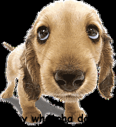 Adorable Puppy Whatcha Doin Look GIF