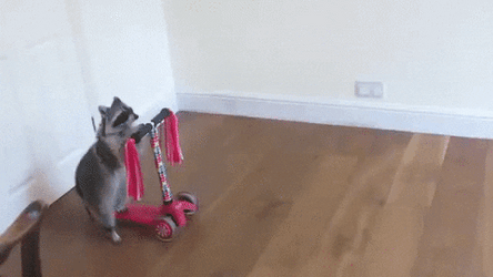 Adorable Racoon Riding Scooter GIF