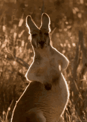 Adorable Red Kangaroo Rubbing Tummy  GIF