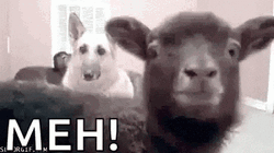 Adorable Screaming Baby Goat Meh GIF