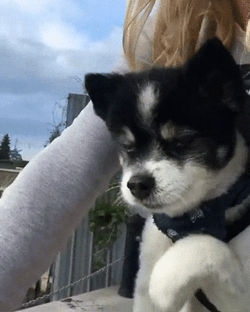 Adorable Siberian Husky Dog Biking GIF