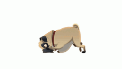 Adorable Sir Pugsilton Sniffing Around GIF