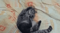 Adorable Sleeping Cat Making Biscuits GIF