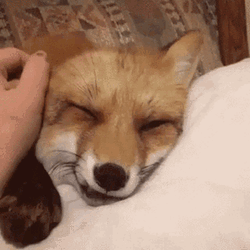 Adorable Sleeping Fox