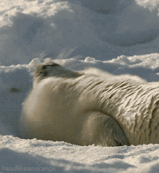 Adorable Snow Seal Sup GIF