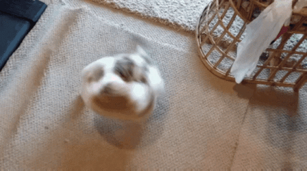 Adorable Spinning Dog Chasing Tail GIF