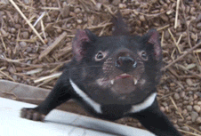 Adorable Tasmanian Devil