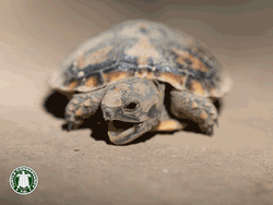 Adorable Turtle Baby Yawning Sleepy GIF