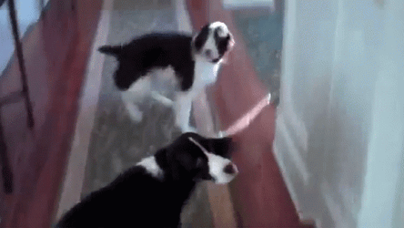 Adorable Two Dogs Spinning Dog Chasing Tail GIF