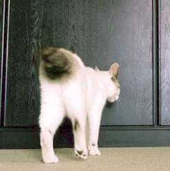 Adorable White Cat Bored GIF