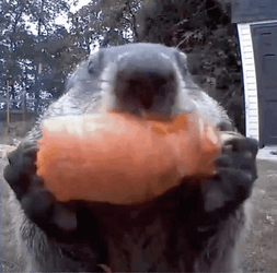 Adorable Wombats Chewing GIF