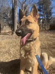 Adult German Shepherd GIF
