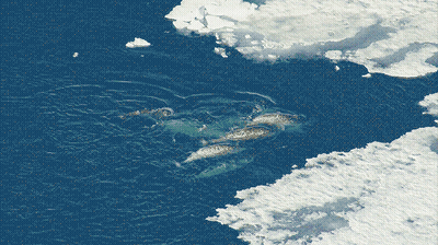 Aerial View Of Snowy Water And Clouds GIF