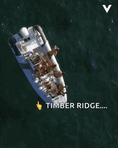 Aerial View People On Boat Timber Ridge GIF