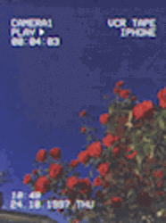 Aesthetic Background Red Flower GIF