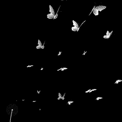 Aesthetic Butterfly GIF