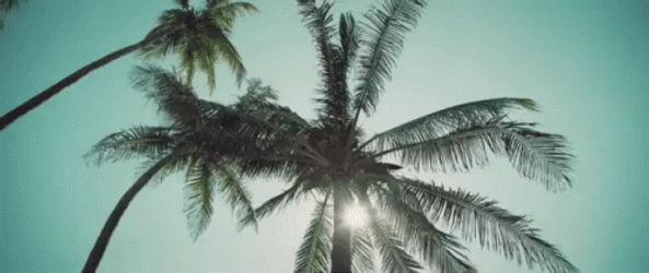 Aesthetic Coconut Tree GIF