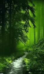Aesthetic Green Forest
