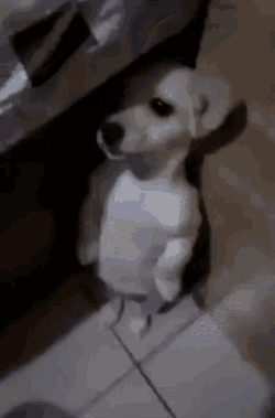 Afraid Dog GIF