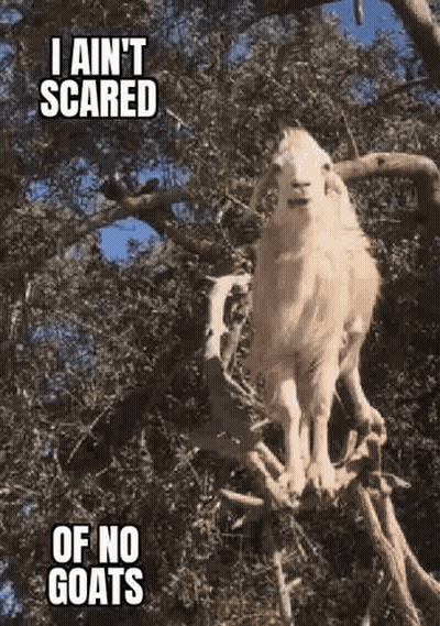 Afraid Of No Goats GIF