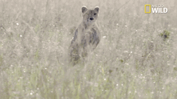 African Big Cat Cheetah Running  GIF