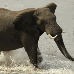 African Bush Elephant Botswana