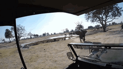 African Elephant GIF