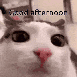 Afternoon Cat GIF