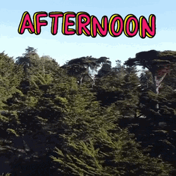 Afternoon Pine Trees GIF